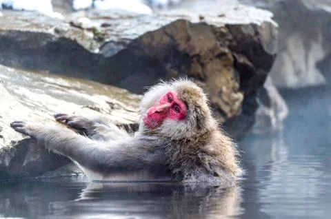 The Snow Monkey Stock Photos