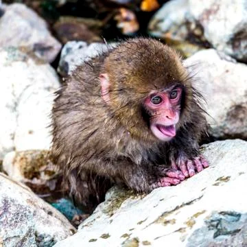 The Snow Monkey Foto stock