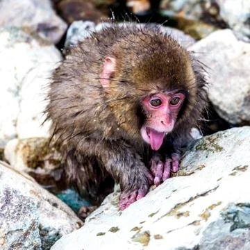 The Snow Monkey Stock Photos