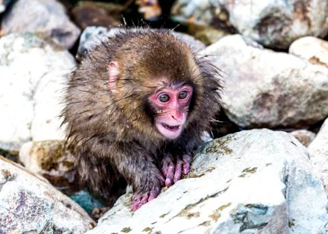 The Snow Monkey Stock Photos