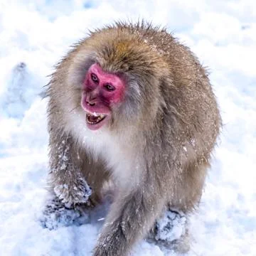 The Snow Monkey Stock Photos