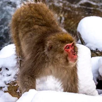 The Snow Monkey Stock Photos