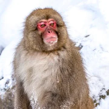 The Snow Monkey Stock Photos