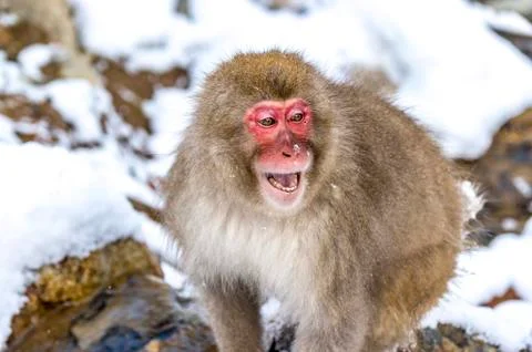 The Snow Monkey Stock Photos