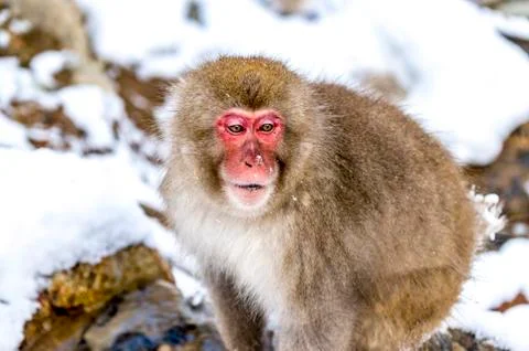 The Snow Monkey Stock Photos