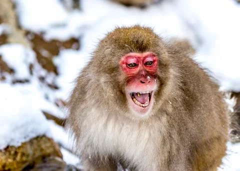 The Snow Monkey Foto stock