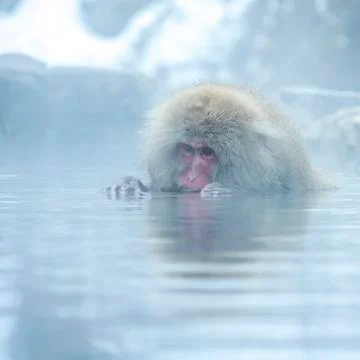 The Snow Monkey Stock Photos