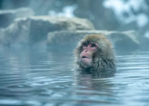 The Snow Monkey Stock Photos