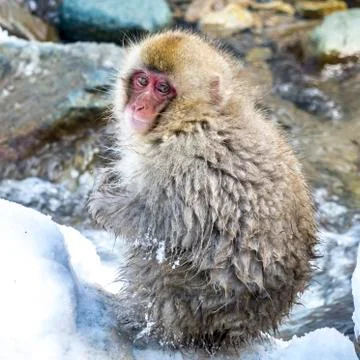 The Snow Monkey Stock Photos