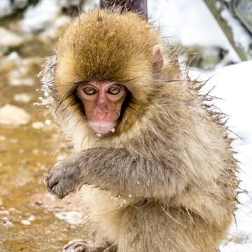The Snow Monkey Stock Photos