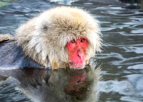The Snow Monkey Stock Photos