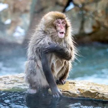 The Snow Monkey Stock Photos