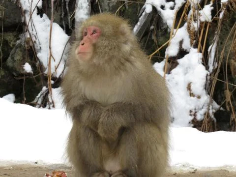 Snow monkey Stock Photos