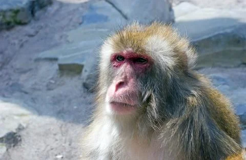 Snow Monkey Stock Photos