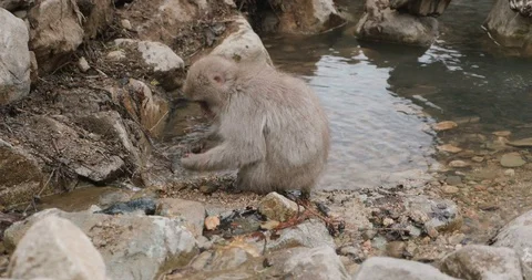 Snow monkey picking seeds and grain from sand next to a stream or pond 库存影片 108194591