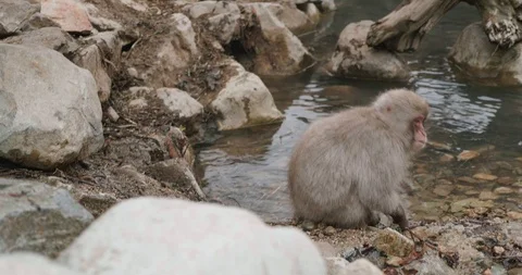 Snow monkey picking seeds and grain from sand next to a stream or pond Stock-Footage 108195314