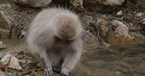 Snow monkey picking seeds and grain from sand next to a stream or pond Stock-Footage 108196963