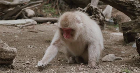 Snow monkey picking seeds and grain from sand under logs Stock-Footage 108197410