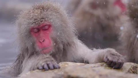 Snow Monkey Resting by Hot Spring at Jigokudani, Eyes Closed, Falling Snow Video stock 313104687