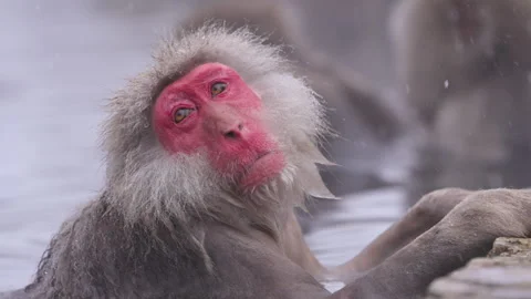 Snow monkey rests in hot spring, gazing calmly with snow falling around it. Stock Footage 313063773