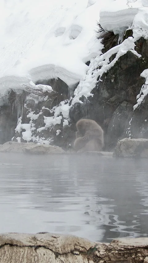 Snow Monkey on Rocks Beside Steaming Hot Spring Vertical Video 스톡 동영상 345888618