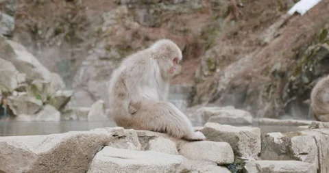 Snow monkey scratches itself while sitting on the edge of an onsen - hot spring Stock-Footage 108210881