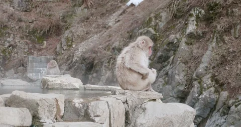 Snow monkey scratching itself on the edge of an onsen - hot spring 库存影片 108219486