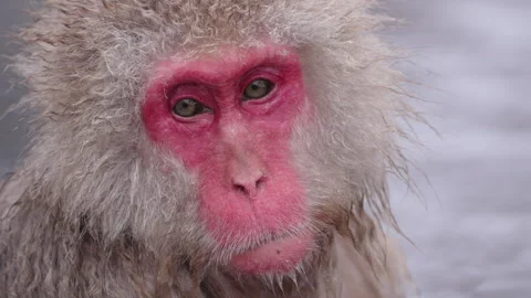Snow monkey sits in a hot spring, slowly turns its head to face the camera Vidéo 313104941