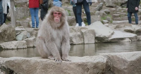 Snow monkey sits on onsen, hot spring, wall and shakes head vigorously Video stock 108185555