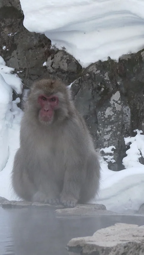 Snow Monkey Sitting Beside Steaming Hot Spring Vertical Video Stock-Footage 345889886