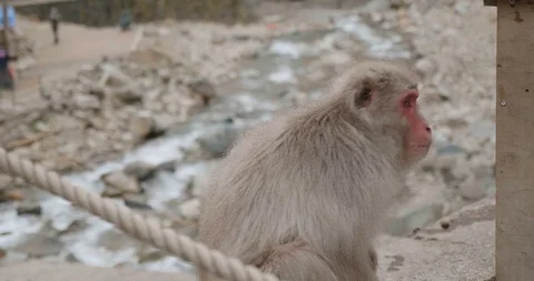 Snow monkey sitting on a bridge in front of a river Video stock 108186088