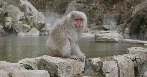 Snow monkey sitting on the edge of an onsen, hot spring, chewing and drinking Stock-Footage 108179775