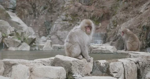 Snow monkey sitting on the edge of an onsen - hot spring Video stock 108198151