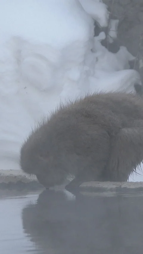 Snow Monkey Sitting at Edge of Steaming Hot Spring Vertical Video Vídeos de archivo 345886781