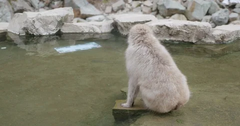Snow monkey sitting in the middle of a hot spring - onsen - drinks the water Stock-Footage 108221782
