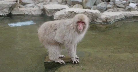 Snow monkey sitting in the middle of a hot spring - onsen - jumps to the edge 库存影片 108223181