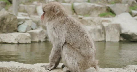 Snow monkey sitting on the side of onsen, hot spring, before running off 库存影片 108178085