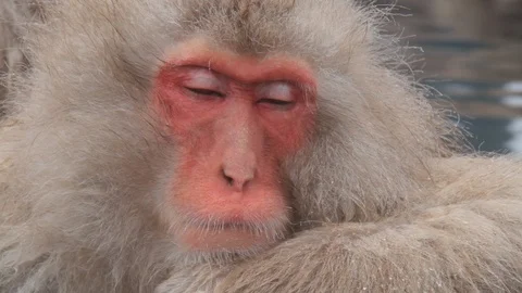 Snow Monkey sleeping In Hot Springs, Jigokudani, Nagano, Japan Vidéo 101105688
