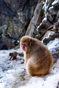 A Snow Monkey at Snow Monkey Park in Japan Stock Photos