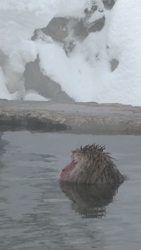 Snow Monkey Soaking in Hot Spring Below Snowy Bank Vertical Video Stock-Footage 345887715