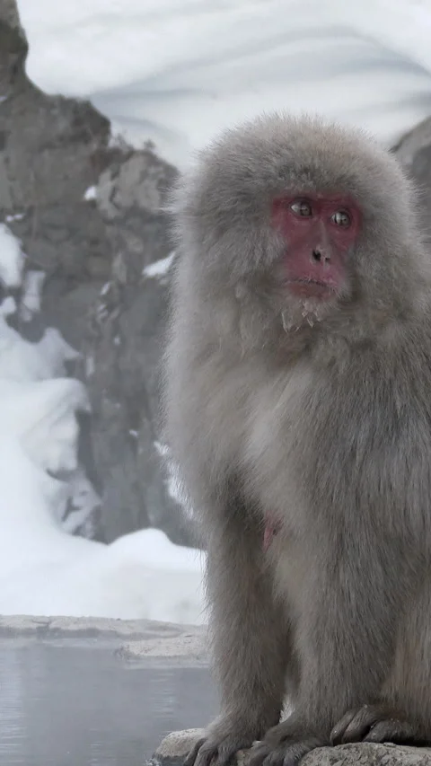 Snow Monkey Standing on Rock Beside Hot Spring Vertical Video Stock-Footage 345889081