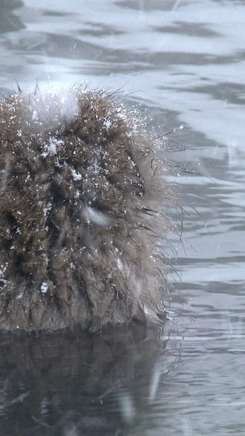 Snow Monkey in Steaming Hot Spring in Heavy Snow Vertical Video Video stock 345885781