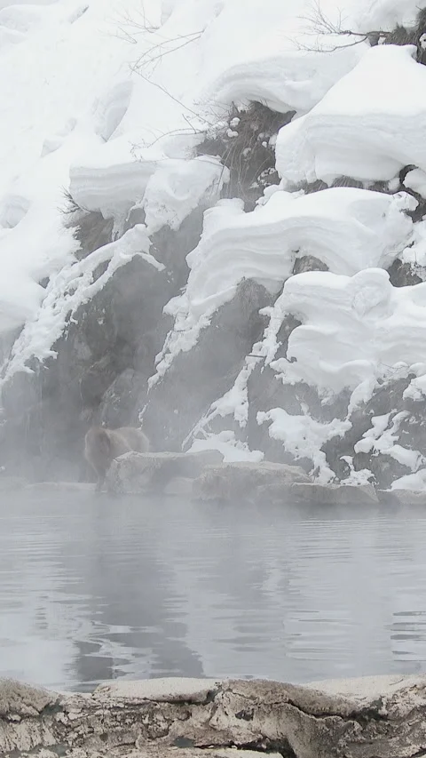 Snow Monkey by Steaming Hot Spring Below Snowy Cliff Vertical Video 스톡 동영상 345887396
