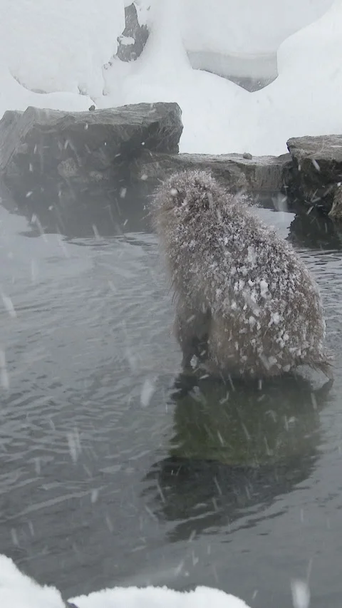 Snow Monkey Walking Along Hot Spring Edge in Heavy Snow Vertical Video Stock-Footage 345888456