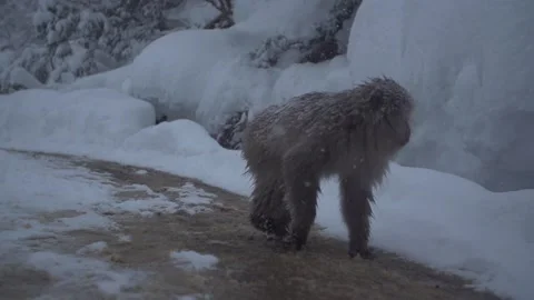 SNOW MONKEY WALKING JAPAN Stock Footage 132077126