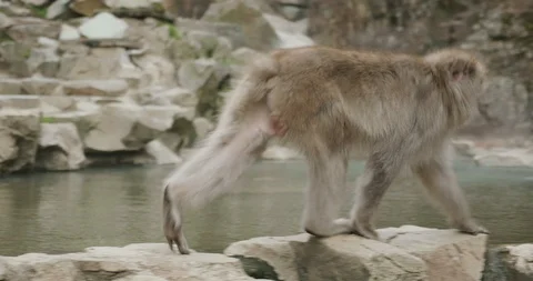 Snow monkey walks along onsen edge and then stops and scratches Stock-Footage 108177869