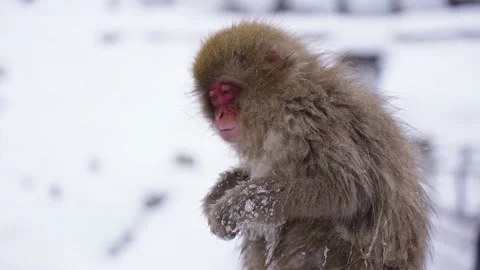 Snow Monkey in Winter, Close up of Face as it Eats Mountain Food 動画素材 171044174