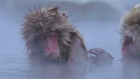 Snow monkey1 Stock Footage 91057313
