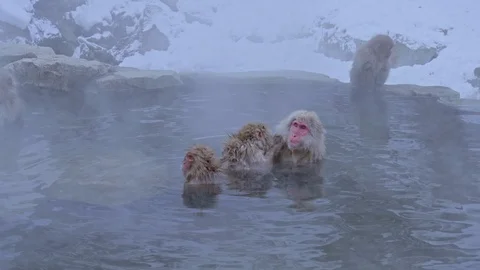 Snow monkey2 Stock Footage 91056150