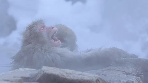 Snow monkey4 Stock Footage 91058932